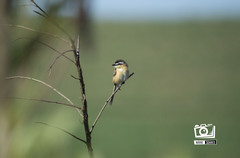 Culicivora caudacuta