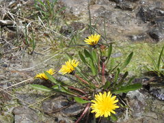Taraxacum palustre