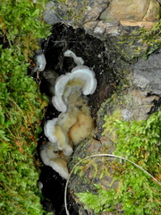 Fungi