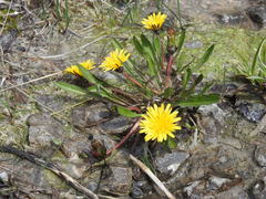 Taraxacum palustre