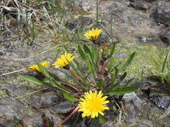 Taraxacum palustre