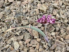 Allium sharsmithiae