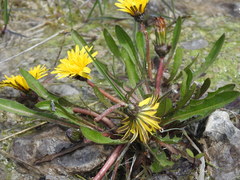 Taraxacum palustre