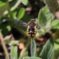 Anthidium manicatum