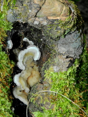 Fungi