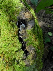 Fungi
