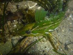 Striped Kelpfish photo 2