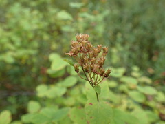 Spiraea stevenii