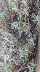 Epilobium canum