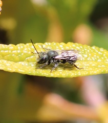 Osmia