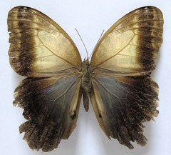 Caligo telamonius memnon