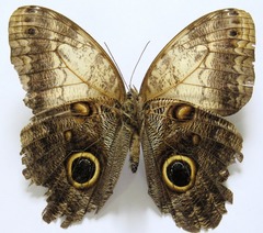 Caligo telamonius memnon