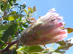 Protea mundii