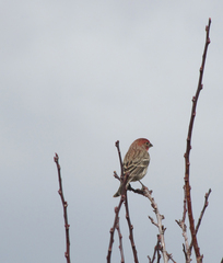 Haemorhous mexicanus