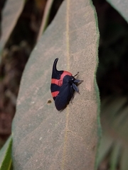Enchophyllum cruentatum