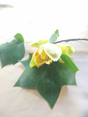 Liriodendron tulipifera