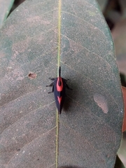 Enchophyllum cruentatum