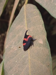 Enchophyllum cruentatum