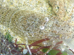 Crangon franciscorum