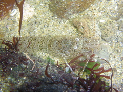 Crangon franciscorum