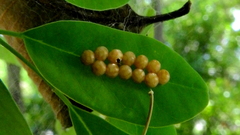 Insecta