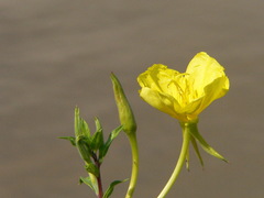 Oenothera jamesii