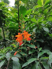 Crocosmia