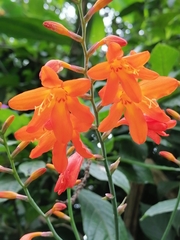 Crocosmia
