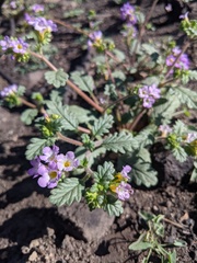 Phacelia suaveolens