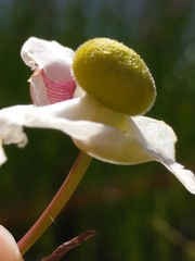 Sagittaria lancifolia image
