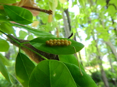 Insecta