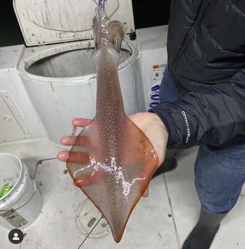 Longfin Inshore Squid