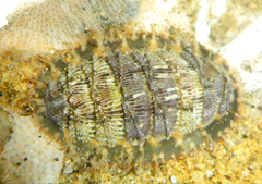Mopalioidea