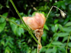 Angiospermae
