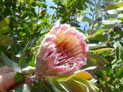 Protea mundii