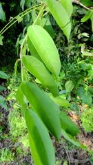 Angiospermae