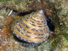 Calliostoma tricolor