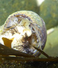 Calliostoma tricolor