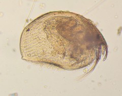 Alonella excisa
