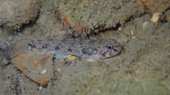 Pseudogobius poicilosoma