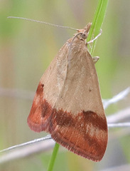 Pyrausta semirubralis