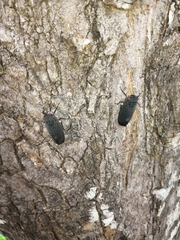 Acraephia perspicillata