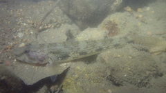 Glossogobius giuris