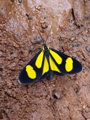 Cyllopodini