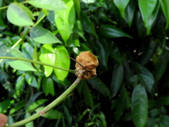 Angiospermae
