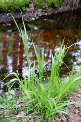 Carex lonchocarpa