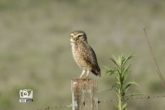 Athene cunicularia