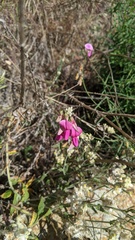 Lathyrus vestitus alefeldii