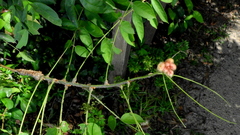 Angiospermae
