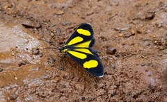 Cyllopodini